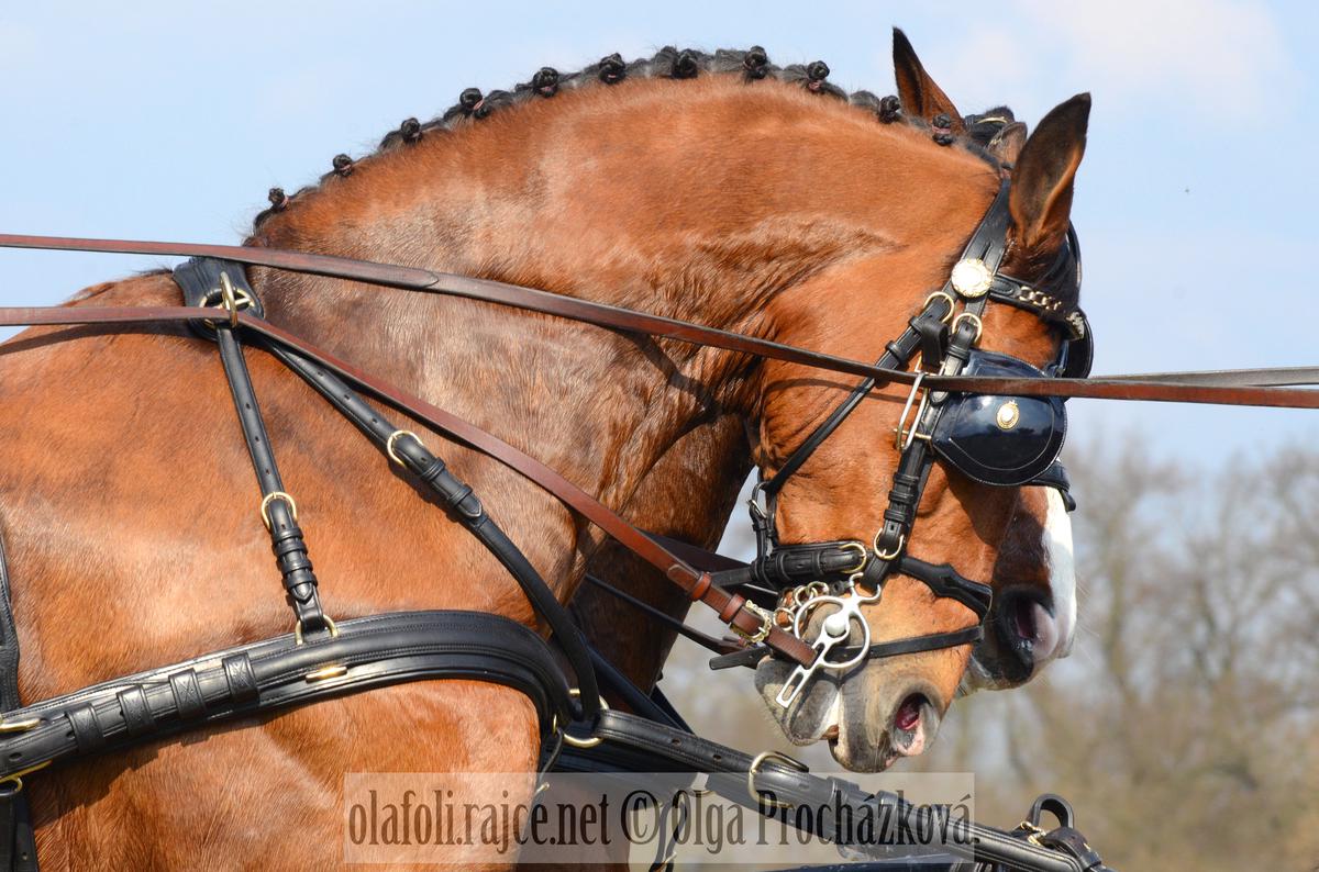 Móró Lajos - CAI-A Kladruby nad Labem (CZE) 2012